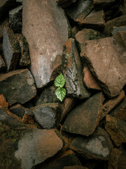 Tiny plant of the rock