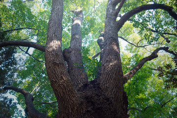 大きなクスノキ、常緑の巨樹