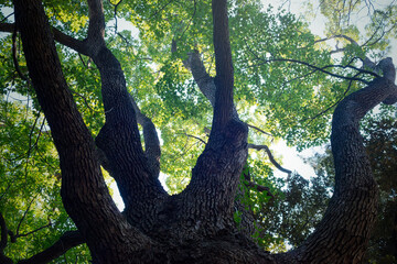 大きなクスノキ、常緑の巨樹
