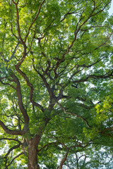 大きなクスノキ、常緑の巨樹