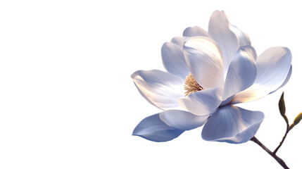 A delicate white magnolia flower against a transparent background.
