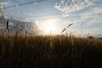 Landscape with grass and sunset