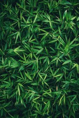 Fototapeta premium Close-up of green leaves