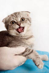 Veterinarian Examining Hissing Kitten during Checkup