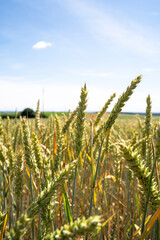 Wheat in the farm field in summer 
