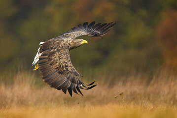 White tailed eagle ( Haliaeetus albicilla)