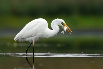 Great white egret ( Egretta alba ) close up