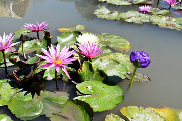pink water lily