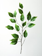 Fototapeta premium Green Leaf Plant