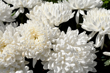 white chrysanthemum flowers