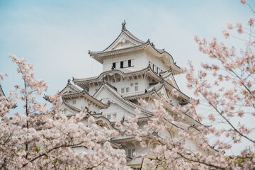 Japanese castle Himeji Castle and cherry blossoms in spring background