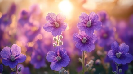 Sunset purple flowers field bloom nature background