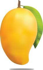 Realistic Ripe Mangoes Vector Illustration 
