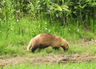 野生のアナグマ