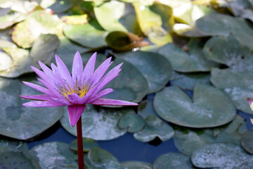 pink water lily