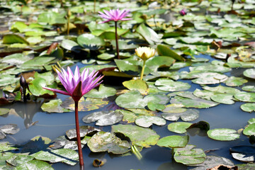 pink water lily