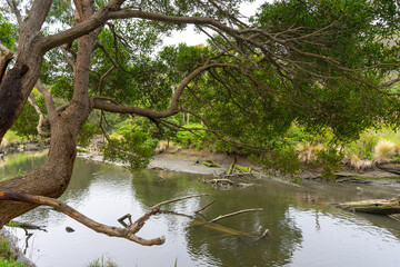 Beautiful nature view of Kennett River Nature Walk, Victoria, Australia.