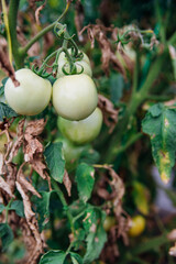 Beds with green tomatoes and dried leaves. A greenhouse with tomato bushes. Agricultural industry. Drought.