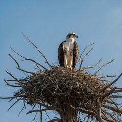 A majestic osprey guarding her nest on a lone tree near the sea.