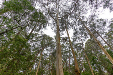 Sheoak Picnic Area at Henderson Falls, near Lorne, Victoria, Australia.