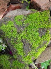 refreshing green mossy rocks, moss on rocks