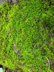 moss on rock with close up camera