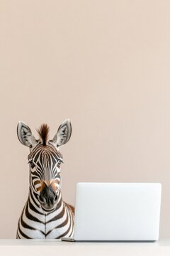Zebra confused during virtual meeting while dressed in smart-casual attire and sitting in front of laptop