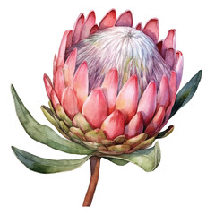watercolor Protea flower isolated white background