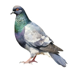 watercolor Pigeon isolated white background