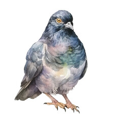 watercolor Pigeon isolated white background
