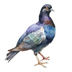watercolor Pigeon isolated white background