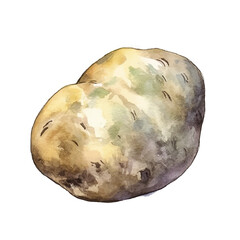 watercolor Potato isolated white background