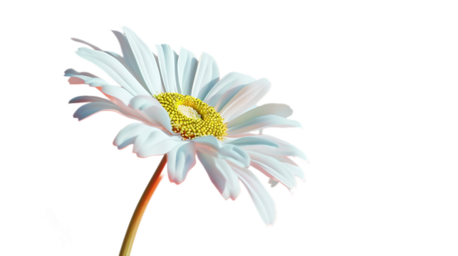 A delicate white daisy flower against a transparent background.