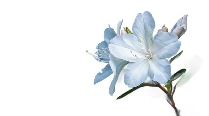 Fototapeta premium A delicate white azalea flower against a transparent background.