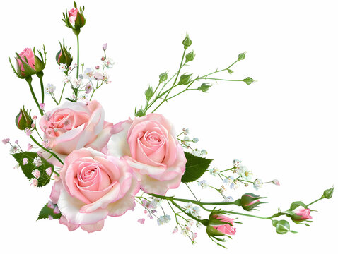 pink rose border white background,element,Generative Ai