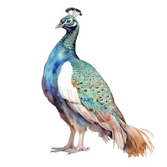 Obraz premium watercolor peacock isolated white background