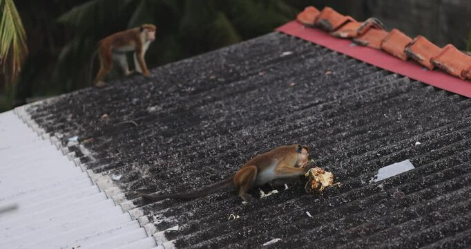 A toque macaque enjoys jackfruit on a rooftop as another macaque looks on in Sri Lanka. Captivating wildlife behavior in a natural tropical setting. Ideal for nature and travel footage. 