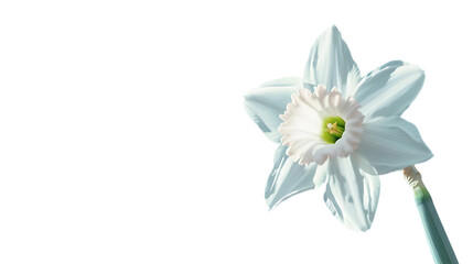 A delicate white daffodil flower against a transparent background. © My Creative Stock