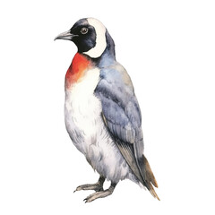 watercolor Penguin isolated white background