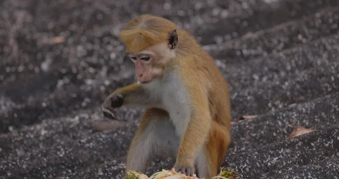 A toque macaque feasting on a ripe jackfruit atop a house roof in Sri Lanka. Perfect for wildlife, nature, and exotic animal footage. Ideal for educational or travel projects. 