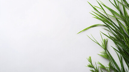 Fototapeta premium white background with green greenery and water drops