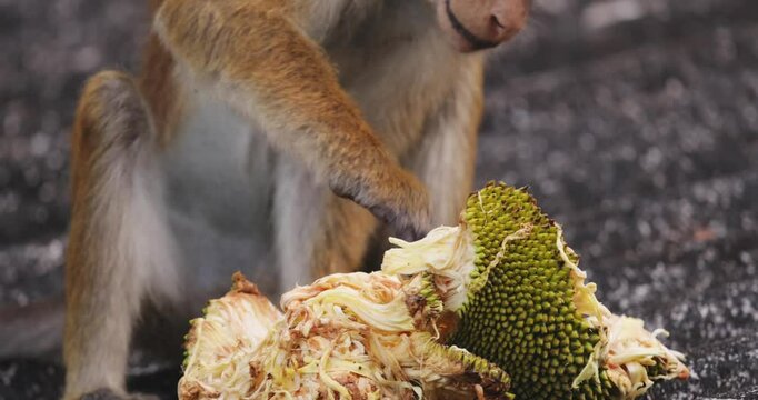 A wild toque macaque is seen feeding on a ripe jackfruit while sitting on a rooftop in Sri Lanka. This footage captures the primate's natural foraging behavior in an urban environment, ideal for