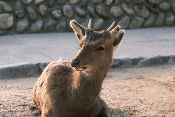Wild deer in Nara Park, a famous tourist attraction in Japan
