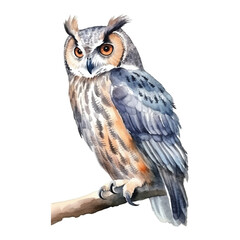 watercolor Owl isolated white background