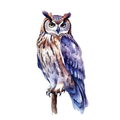 watercolor Owl isolated white background