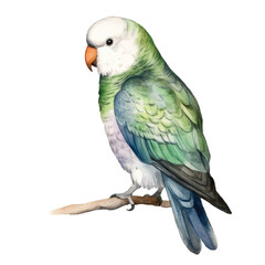 watercolor Parakeet isolated white background
