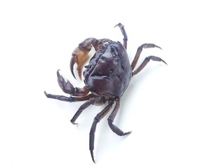 Purple freshwater river crab isolated on white background 