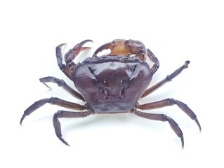 Purple freshwater river crab isolated on white background 