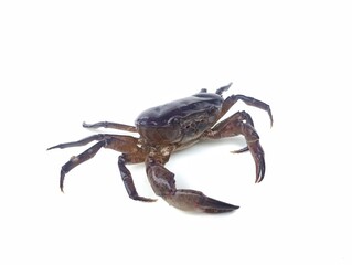 crab on white background