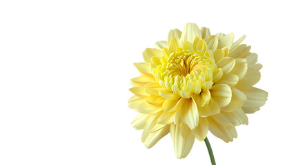 A pastel yellow chrysanthemum flower against a transparent background.